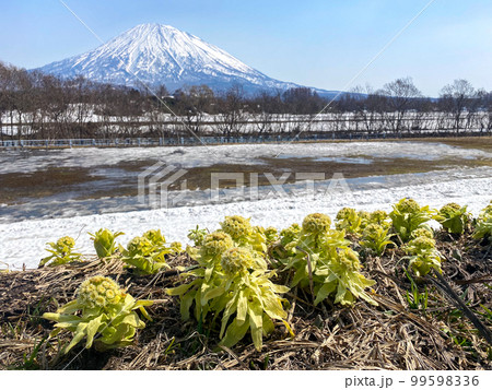 フキノトウが芽吹く早の訪れと美しい羊蹄山 フキノトウが芽吹く早の訪れと美しい羊蹄山 99598336