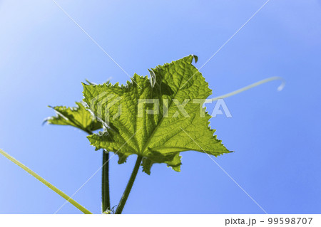 キュウリと葉とつる キュウリと葉とつる 99598707