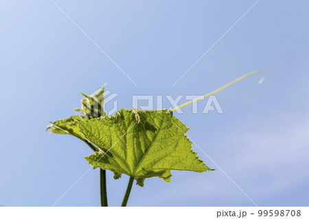 キュウリの葉とつる 99598708