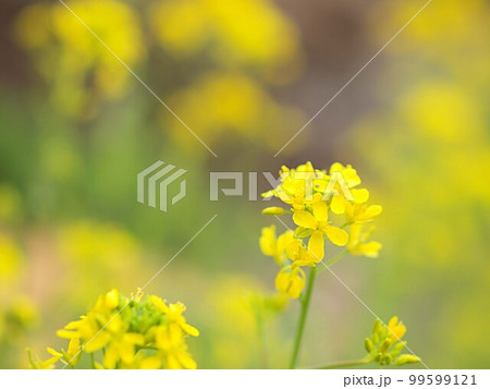 水菜の花のアップ 水菜の花のアップ 99599121