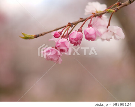 開花し始めたシダレザクラの花のアップ 99599124