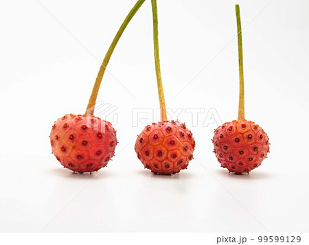 三つ並んだヤマボウシの実のアップ　白バック 99599129