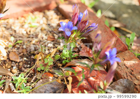 爽やかリンドウの花 99599290