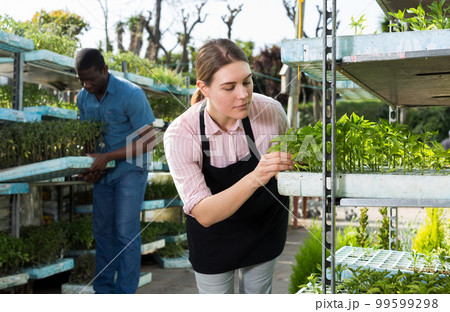 Woman checking seedlings in hothouse Woman checking seedlings in hothouse 99599298