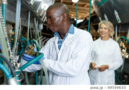 Man working at milking line 99599630