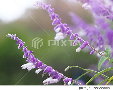 アメジストセージの花のアップ アメジストセージの花のアップ 99599669