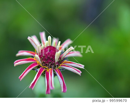 赤いヒャクニチソウの花のアップ 赤いヒャクニチソウの花のアップ 99599670
