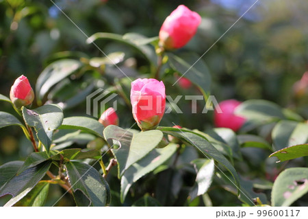 ツバキの花 傾城 ツバキの花 傾城 99600117