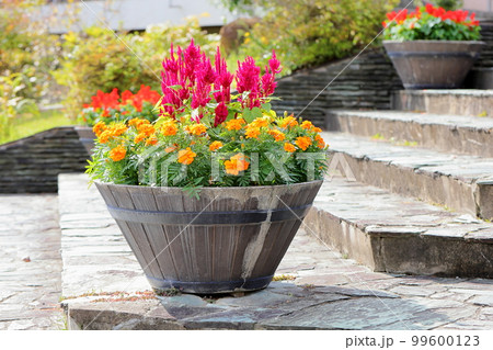 マリーゴールドの花 鉢植え マリーゴールドの花 鉢植え 99600123