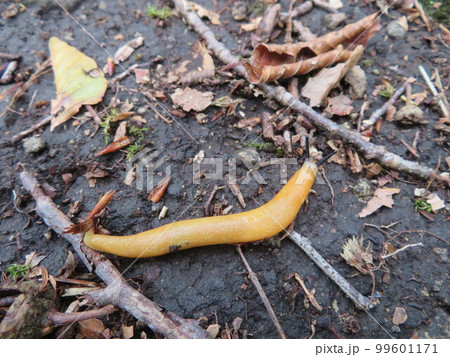 黄色くて細長いナメクジの仲間 黄色くて細長いナメクジの仲間 99601171