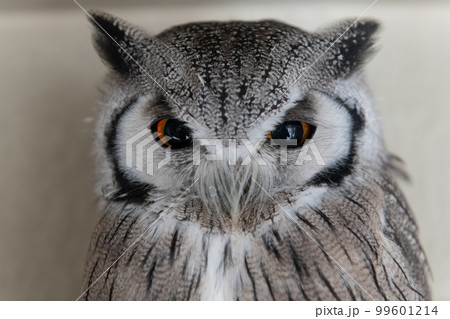 飼育中のフクロウ　アフリカオオコノハズク 99601214