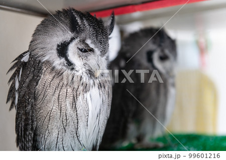 飼育中のフクロウ アフリカオオコノハズク 飼育中のフクロウ アフリカオオコノハズク 99601216