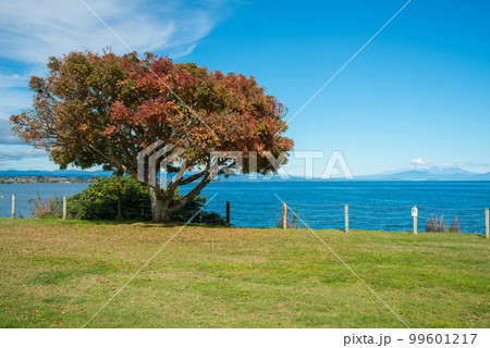 A tree change leaf colours during the autumn season with view of Lake Taupo the largest fresh water lake in New Zealand. 99601217