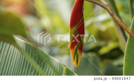Tropical Rainforest Flower rostrata in garden. 99601647