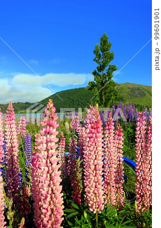 ニュージーランド_テカポ湖221 99601901