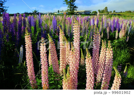 ニュージーランド_テカポ湖222 99601902