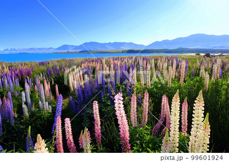 ニュージーランド_テカポ湖242 99601924