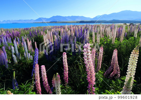 ニュージーランド_テカポ湖246 99601928