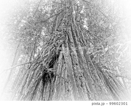 The Giant red Cedar trees at Redwoods National Park The Giant red Cedar trees at Redwoods National Park 99602301