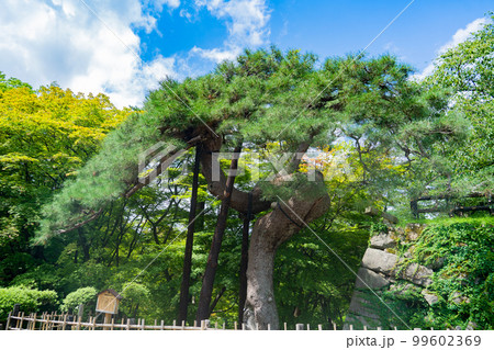 弘前城 鶴の松 アイグロマツ 弘前市古木名木(青森県弘前市) 弘前城 鶴の松 アイグロマツ 弘前市古木名木(青森県弘前市) 99602369