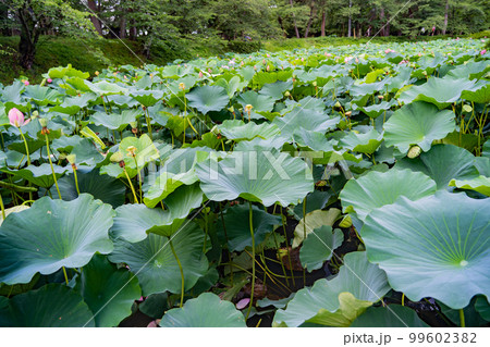 弘前城 弘前公園 蓮池濠のハス(青森県弘前市) 弘前城 弘前公園 蓮池濠のハス(青森県弘前市) 99602382