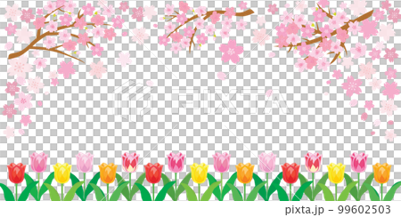 cherry blossoms and tulips pink background illustration cherry blossoms and tulips pink background illustration 99602503