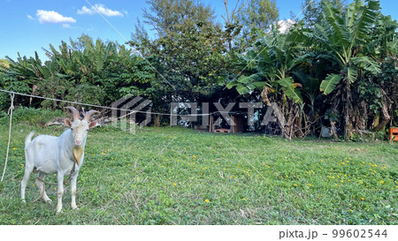 沖縄の風景 沖縄県うるま市 宮城島 ヤギ 沖縄の風景 沖縄県うるま市 宮城島 ヤギ 99602544