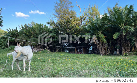 沖縄の風景 沖縄県うるま市 宮城島 ヤギ 99602545
