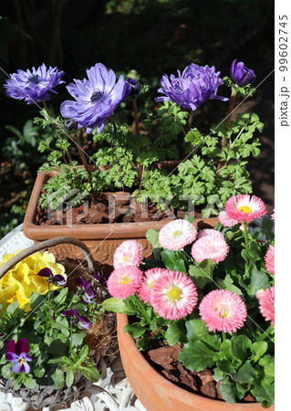春の花寄せ植え&寄せ鉢 春の花寄せ植え&寄せ鉢 99602745