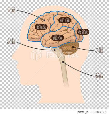 脳、脳幹、小脳のイラスト 99603124
