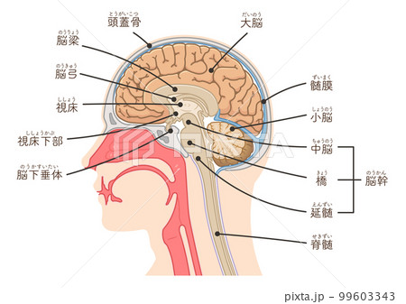 脳、大脳、脊髄、脳幹、小脳のイラスト 99603343