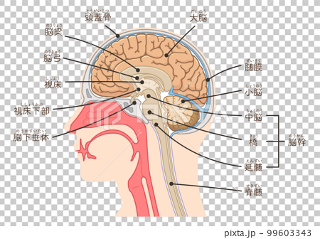 脳、大脳、脊髄、脳幹、小脳のイラスト 99603343