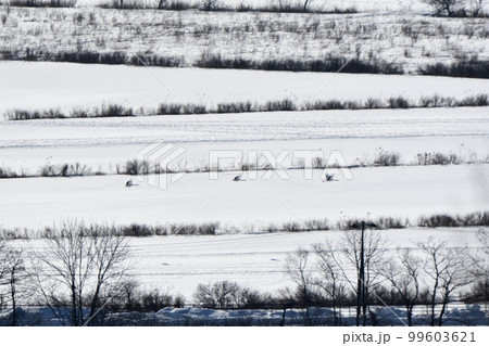 北海道鶴居村の雪の積もった農地の上を飛ぶタンチョウの親子 北海道鶴居村の雪の積もった農地の上を飛ぶタンチョウの親子 99603621