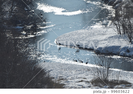 北海道鶴居村の冬の雪裡川で休むタンチョウの群れ 北海道鶴居村の冬の雪裡川で休むタンチョウの群れ 99603622