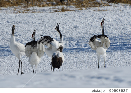 タンチョウの舞い タンチョウの舞い 99603627