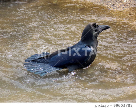 尾羽を水で濯ぐカラス 99603785