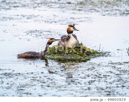 A pair of water birds, Great Crested Grebe, feeding chick at nest. A pair of water birds, Great Crested Grebe, feeding chick at nest. 99603929