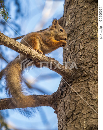 The squirrel with nut sits on tree in the autumn. Eurasian red squirrel, Sciurus vulgaris. The squirrel with nut sits on tree in the autumn. Eurasian red squirrel, Sciurus vulgaris. 99603944