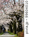 長瀞 春の北桜通り 99604010