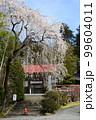 會慶山玉泉寺の枝垂れ桜 99604011