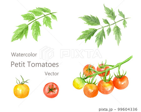 ミニトマトの水彩イラストセット 99604336