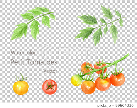 ミニトマトの水彩イラストセット 99604336