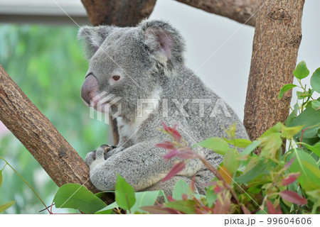 平川動物園のコアラ 平川動物園のコアラ 99604606