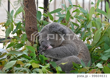 平川動物園のコアラ 99604631