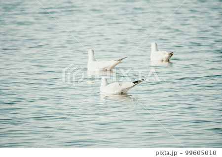 A flock of seagulls fly, fishing and swim in the sea. Warm sunset sky over the ocean. Silhouettes of seagulls flying in slow motion with the sea in the background at sunset. Evening. Nobody. 99605010