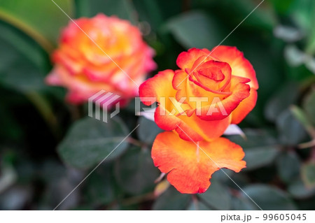 Red and Yellow Rose and Rosebuds in Garden, Close Up, Selective Focus. Rose blooms on a background of green leaves. Summer flower. Natural background. Red and Yellow Rose and Rosebuds in Garden, Close Up, Selective Focus. Rose blooms on a background of green leaves. Summer flower. Natural background. 99605045