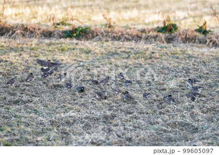 田圃にいるムクドリの群れ 田圃にいるムクドリの群れ 99605097