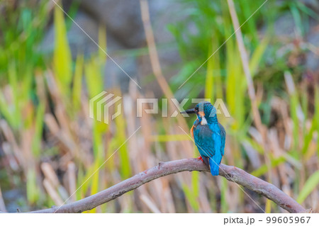 カワセミ クローズアップ 高画質 野鳥 風景素材 カワセミ クローズアップ 高画質 野鳥 風景素材 99605967