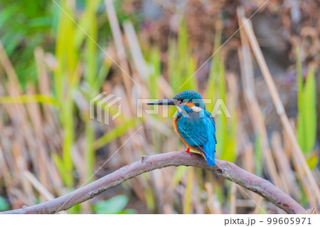カワセミ クローズアップ 高画質 野鳥 風景素材 99605971
