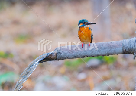カワセミ クローズアップ 高画質 野鳥 風景素材 カワセミ クローズアップ 高画質 野鳥 風景素材 99605975
